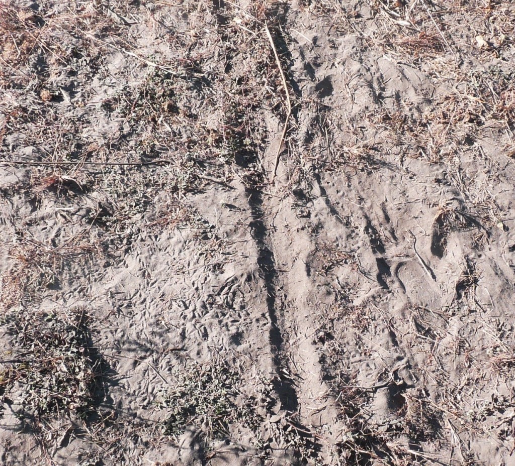 Tusk drag marks leading down to Linyanti Swamp. Photograph courtesy of Keith Somerville