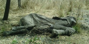Elephant poached by Sudanese Janjaweed militia in Boub-Njida National Park, Cameroon. Image coutresy of Wikimedia Commons.
