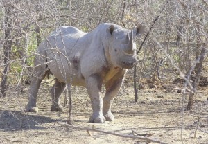 Black rhino in Mkhaya Royal National Park, Swaziland