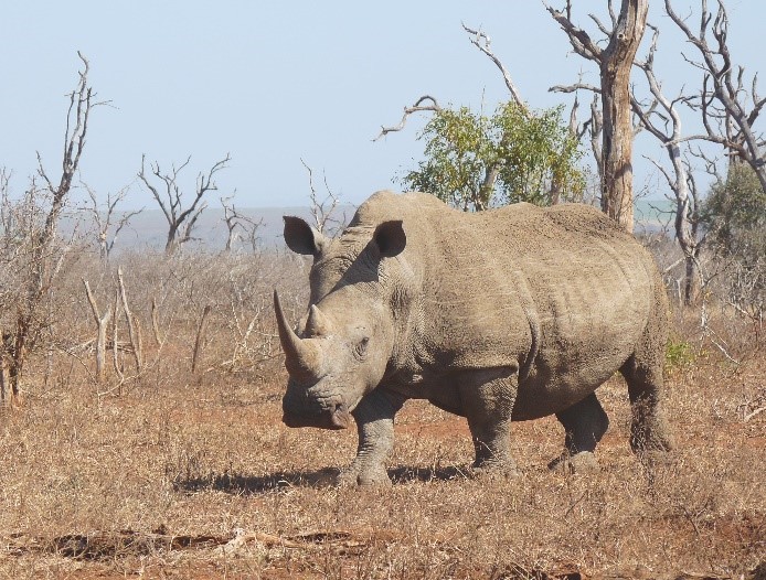 Swaziland – thinking the unthinkable to save rhinos by legalising trade in horn