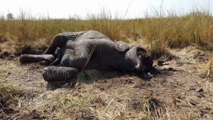 Botswana’s elephants and conservation – are things starting to fall apart?