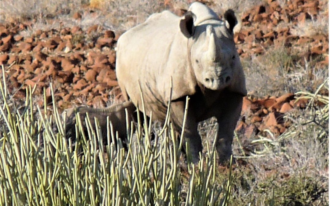 Namibia: Rhino Poaching almost doubles in 2022 with Etosha hit hard