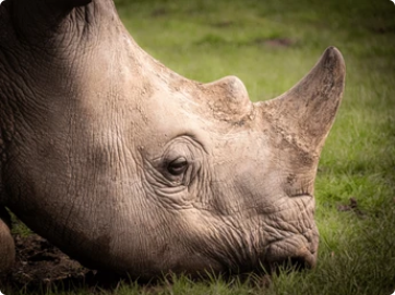 South African white rhinos relocated to DRC’s Garamba National Park